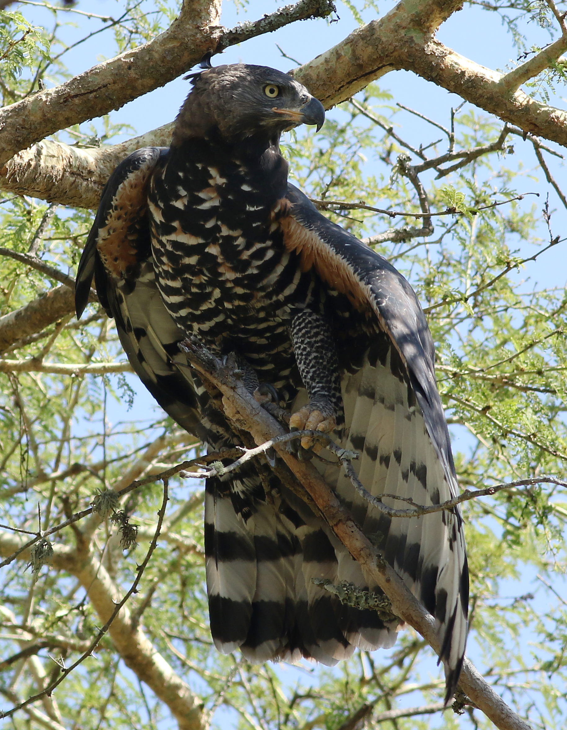 Crowned Eagle (Stephanoaetus coronatus) :: BirdWeather