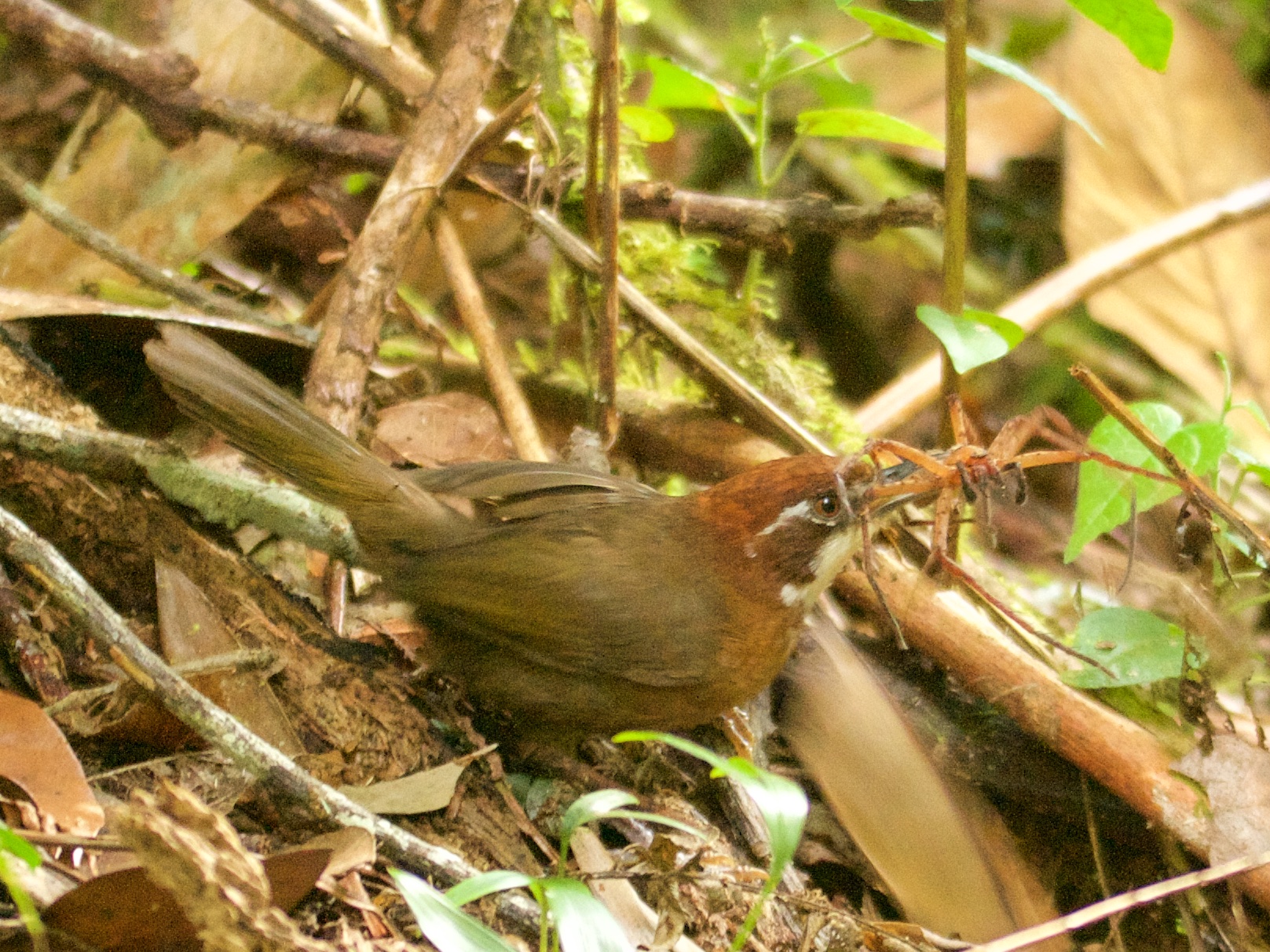 Whitethroated Oxylabes (Oxylabes madagascariensis) BirdWeather