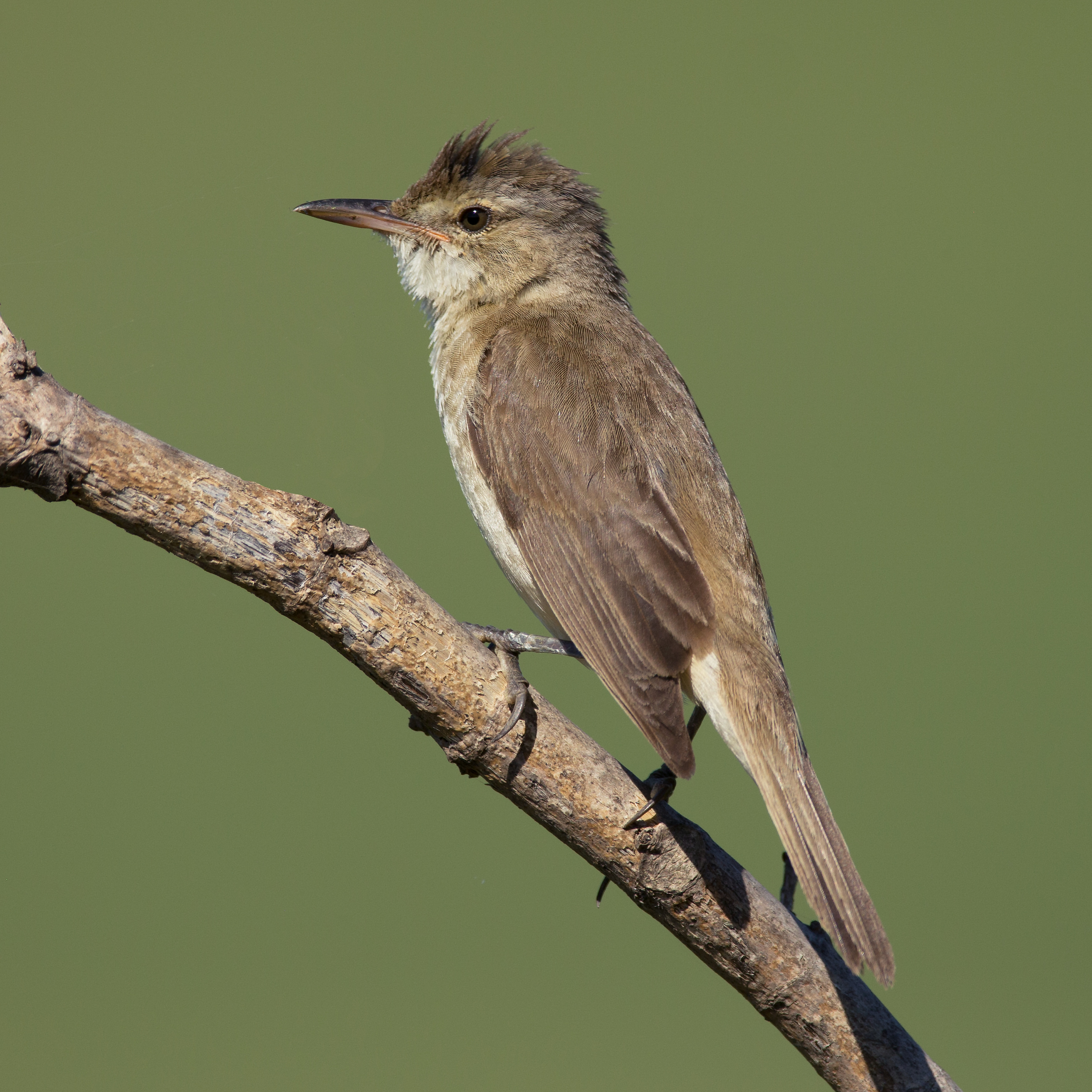 Australian Reed Types Australian Reed Warbler (Acrocephalus australis) :: BirdWeather