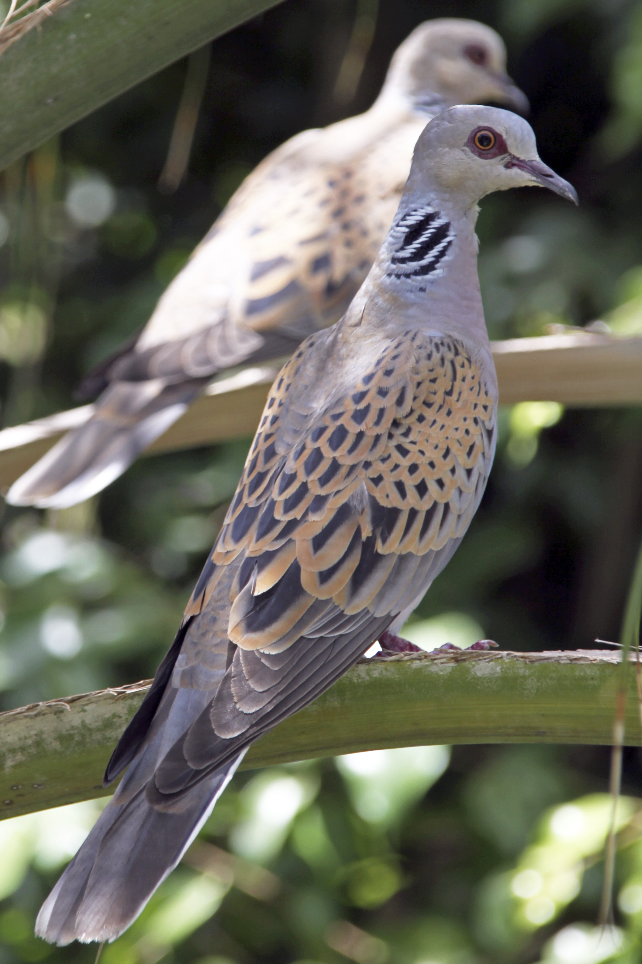 Turteltauben Turtle Doves Tortola スワロ Turteltauben Turtle Doves Tortola スワロ