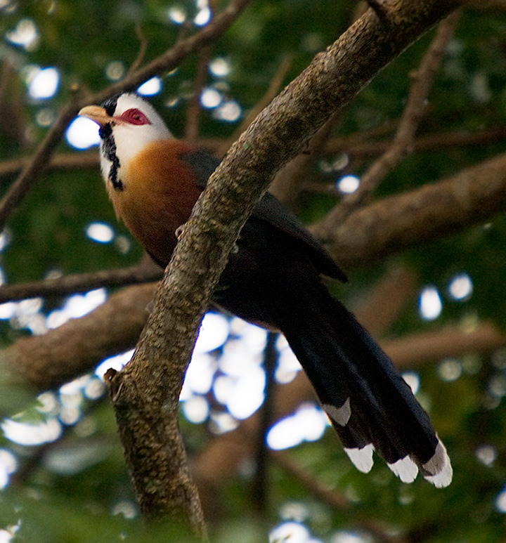 Scalefeathered Malkoha (Dasylophus cumingi) BirdWeather