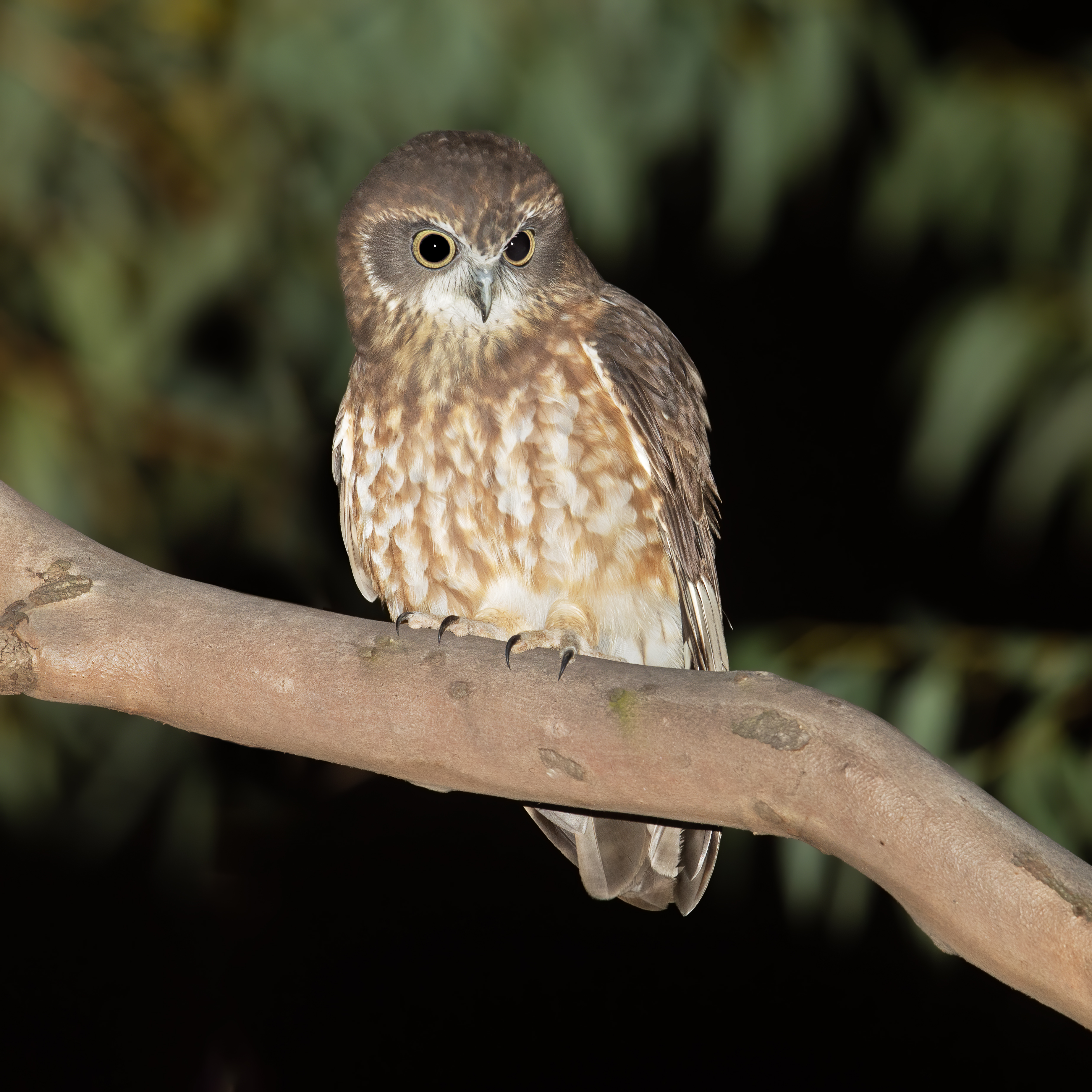 Southern Boobook (Ninox boobook) :: BirdWeather