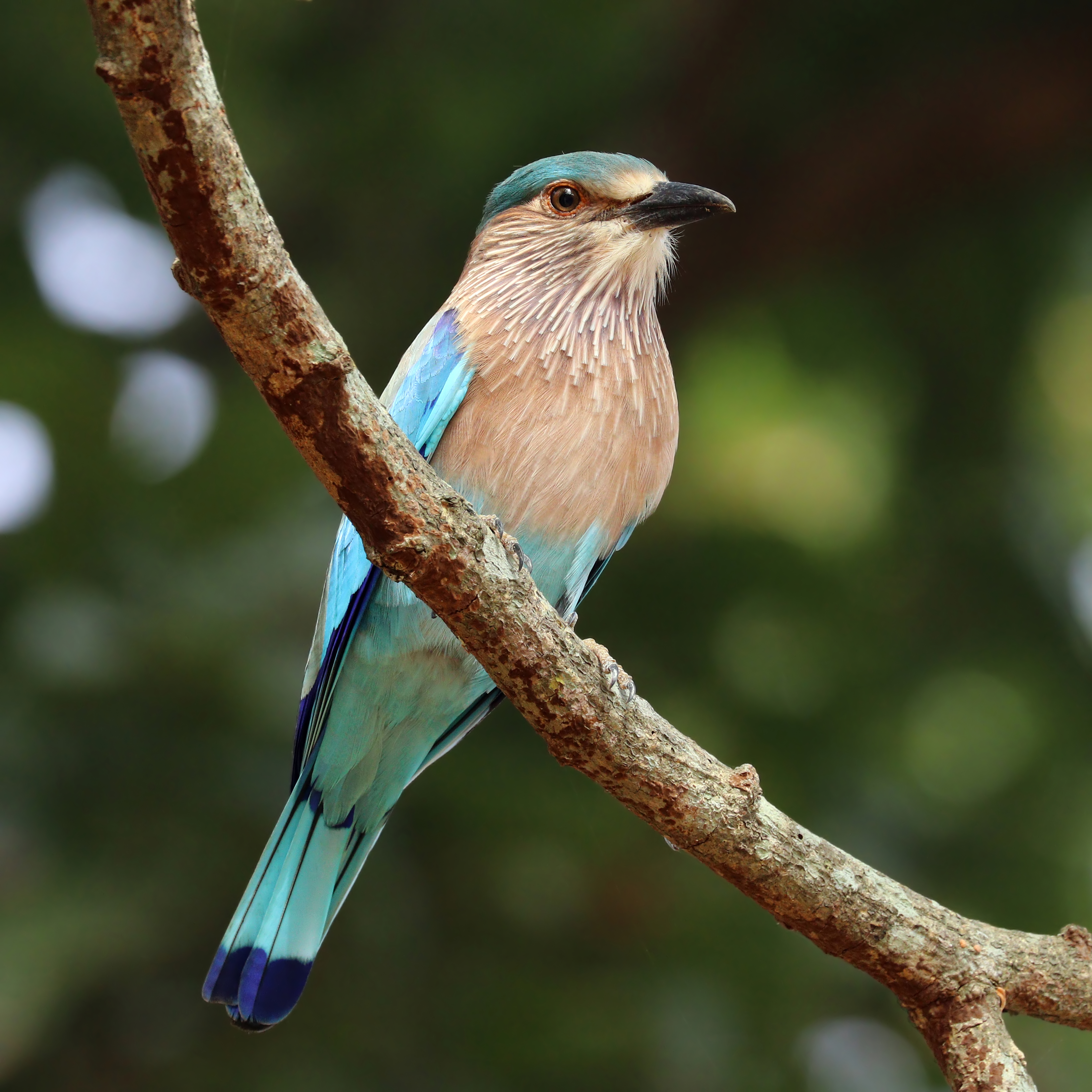indian-roller-coracias-benghalensis-birdweather