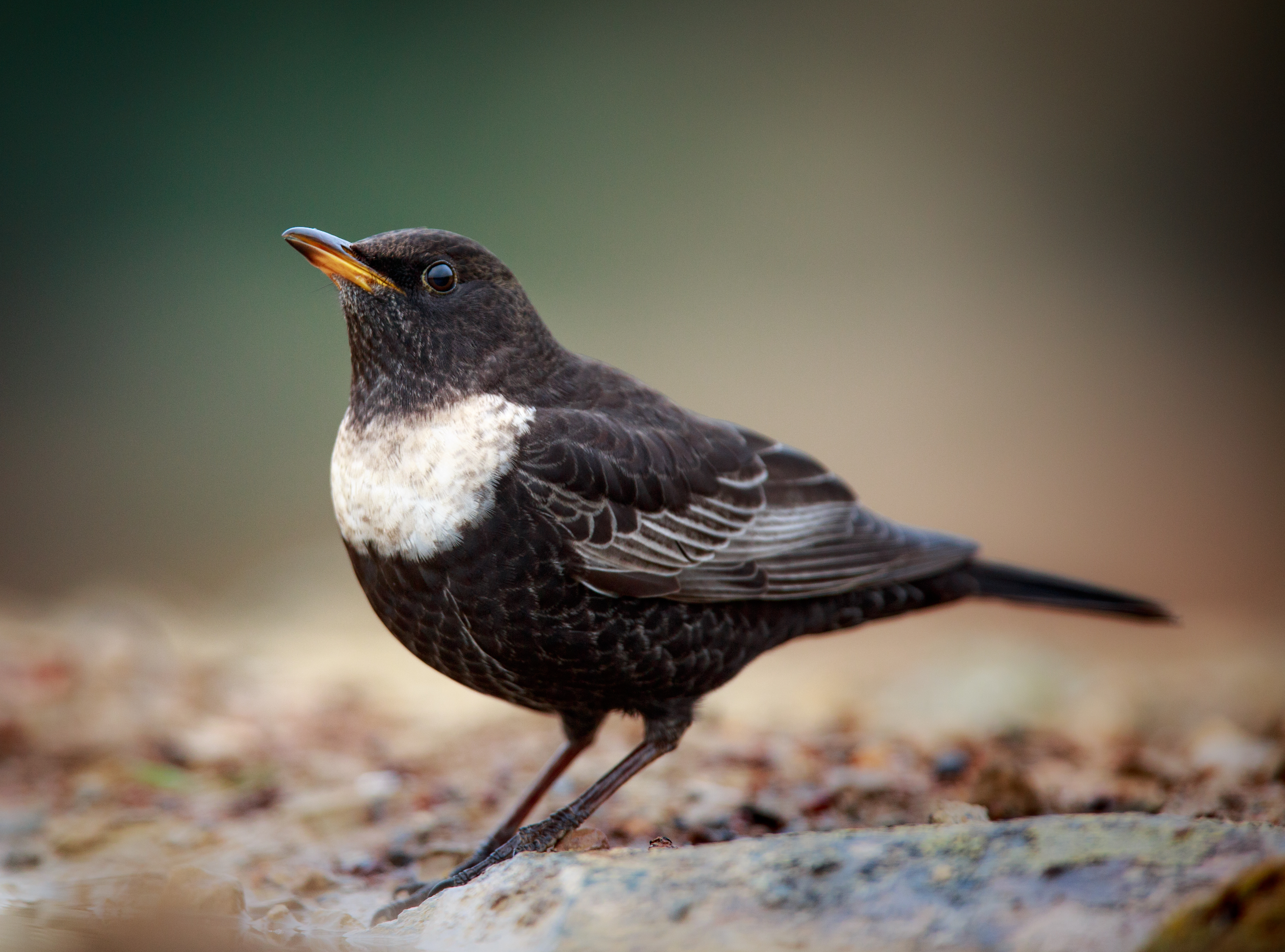 Ring Ouzel Rspb Ring Ouzel (Turdus torquatus) :: BirdWeather