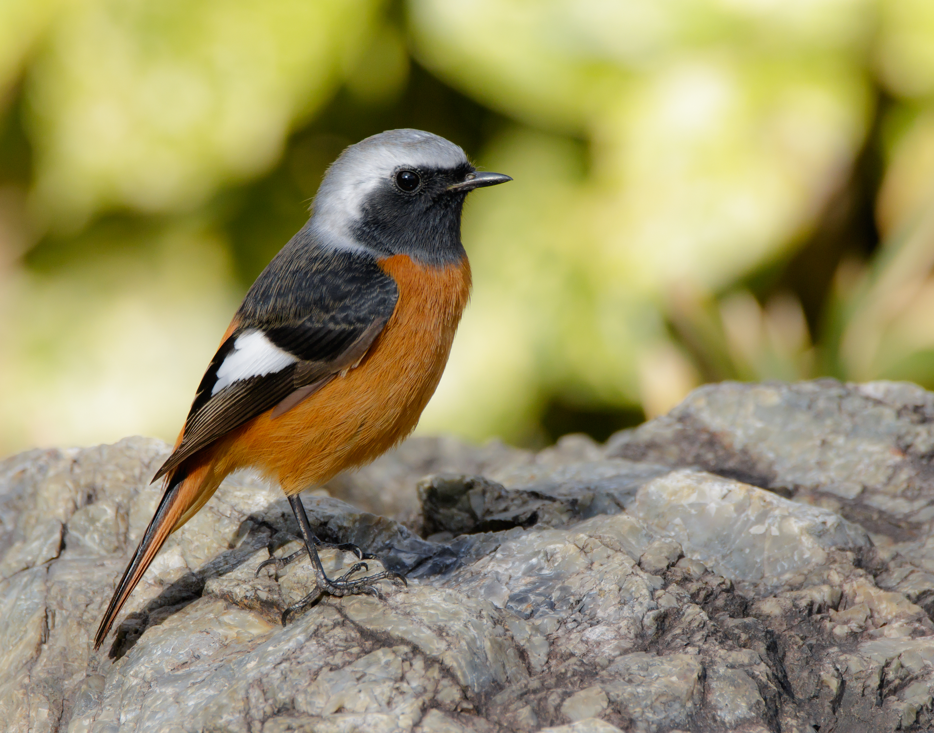 Daurian Redstart (Phoenicurus auroreus) :: BirdWeather
