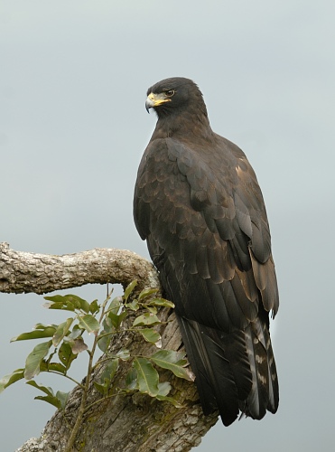 black-eagle-ictinaetus-malaiensis-birdweather