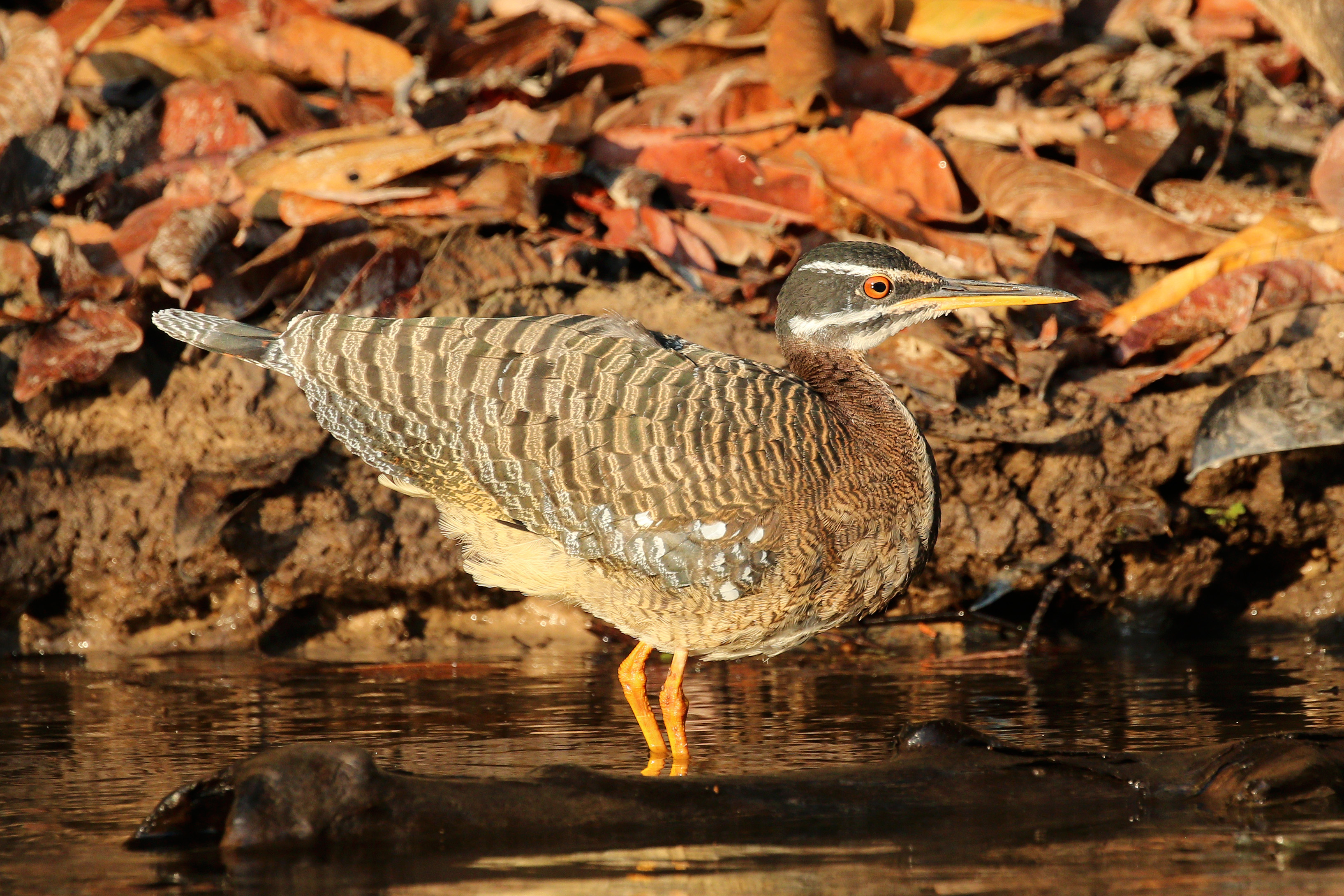 Sunbittern (Eurypyga helias) :: BirdWeather
